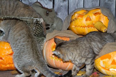 Bir kedi dolaptaki balkabağı fenerlerinin arasında Cadılar Bayramı oynuyor..