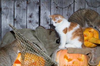 Bir kedi dolaptaki balkabağı fenerlerinin arasında Cadılar Bayramı oynuyor..