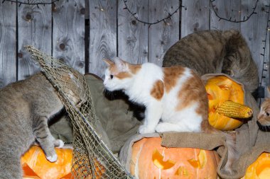 Bir kedi dolaptaki balkabağı fenerlerinin arasında Cadılar Bayramı oynuyor..