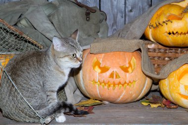 Bir kedi dolaptaki balkabağı fenerlerinin arasında Cadılar Bayramı oynuyor..