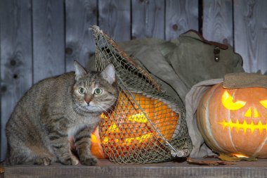 Bir kedi dolaptaki balkabağı fenerlerinin arasında Cadılar Bayramı oynuyor..