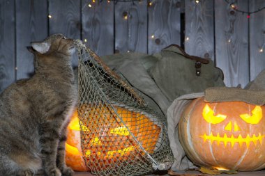 Bir kedi dolaptaki balkabağı fenerlerinin arasında Cadılar Bayramı oynuyor..