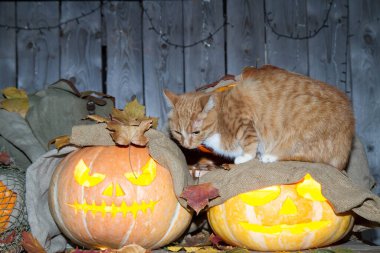 Bir kedi dolaptaki balkabağı fenerlerinin arasında Cadılar Bayramı oynuyor..