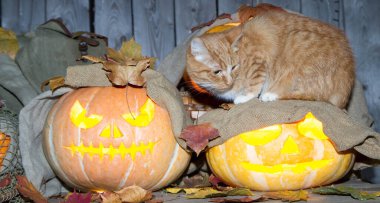 Bir kedi dolaptaki balkabağı fenerlerinin arasında Cadılar Bayramı oynuyor..