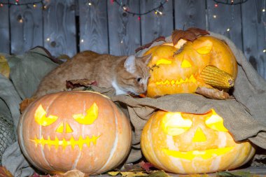 Bir kedi dolaptaki balkabağı fenerlerinin arasında Cadılar Bayramı oynuyor..