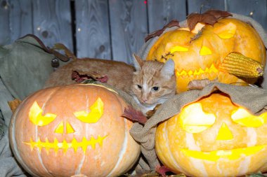 Bir kedi dolaptaki balkabağı fenerlerinin arasında Cadılar Bayramı oynuyor..