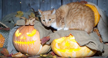 Bir kedi dolaptaki balkabağı fenerlerinin arasında Cadılar Bayramı oynuyor..
