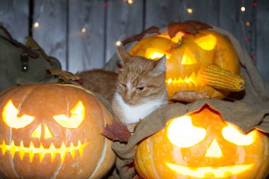 Bir kedi dolaptaki balkabağı fenerlerinin arasında Cadılar Bayramı oynuyor..