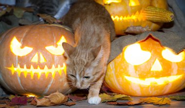Bir kedi dolaptaki balkabağı fenerlerinin arasında Cadılar Bayramı oynuyor..