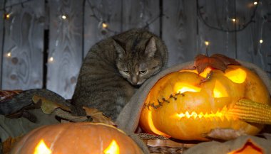 Bir kedi dolaptaki balkabağı fenerlerinin arasında Cadılar Bayramı oynuyor..