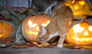 Bir kedi dolaptaki balkabağı fenerlerinin arasında Cadılar Bayramı oynuyor..