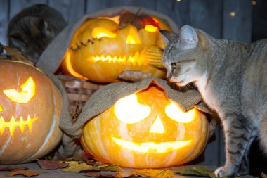 Bir kedi dolaptaki balkabağı fenerlerinin arasında Cadılar Bayramı oynuyor..