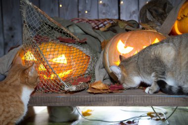 Bir kedi dolaptaki balkabağı fenerlerinin arasında Cadılar Bayramı oynuyor..