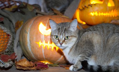 Bir kedi dolaptaki balkabağı fenerlerinin arasında Cadılar Bayramı oynuyor..