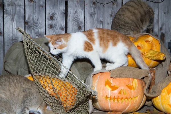 Bir kedi dolaptaki balkabağı fenerlerinin arasında Cadılar Bayramı oynuyor..