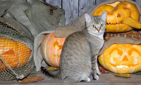 Bir kedi dolaptaki balkabağı fenerlerinin arasında Cadılar Bayramı oynuyor..