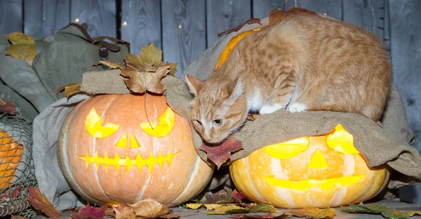 Bir kedi dolaptaki balkabağı fenerlerinin arasında Cadılar Bayramı oynuyor..
