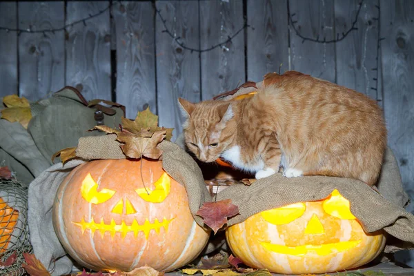 Bir kedi dolaptaki balkabağı fenerlerinin arasında Cadılar Bayramı oynuyor..