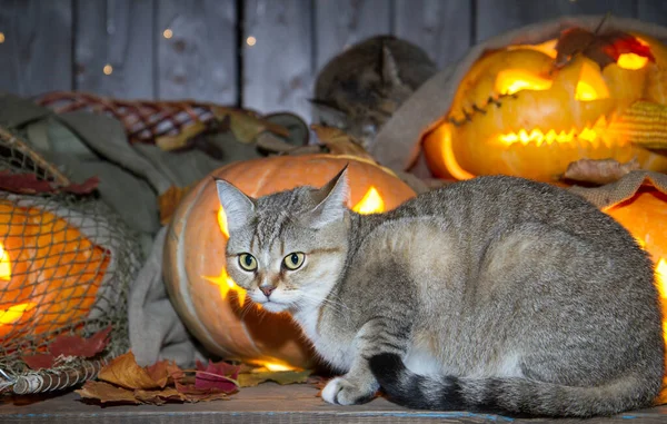 Bir kedi dolaptaki balkabağı fenerlerinin arasında Cadılar Bayramı oynuyor..