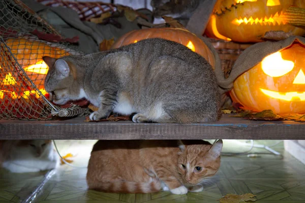 Bir Kedi Dolaptaki Balkabağı Fenerlerinin Arasında Cadılar Bayramı Oynuyor — Stok fotoğraf