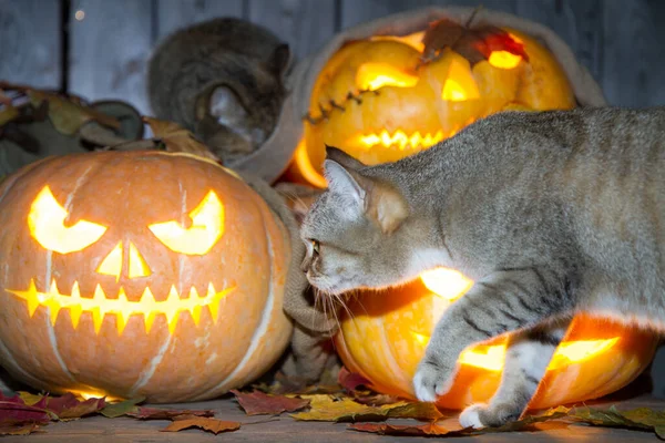 Een Kat Speelt Halloween Tussen Pompoenlantaarns Kast Rechtenvrije Stockfoto's
