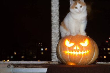 Kedi yavrusu bir balkabağının üzerinde oturuyor. Arka planda balkabağı feneri Cadılar Bayramı şehir ışıkları.