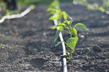Tohumlardan doğan bitkiler. İlkbahar ve yaz ekilen bitkiler. Verimli topraklar.