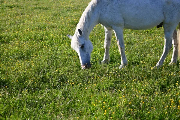 White Horse Grazing Grass Meadow Tranquility Serenity Summer Sun — Stock Photo, Image