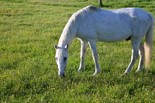 Biały Horse Grazing Grass Meadow Przejrzystość Dostępność Summer Sun — Zdjęcie stockowe