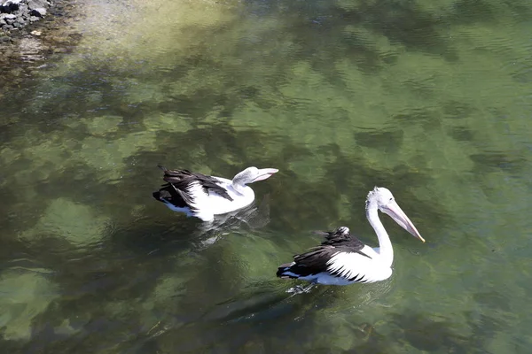 Pato Lago — Fotografia de Stock