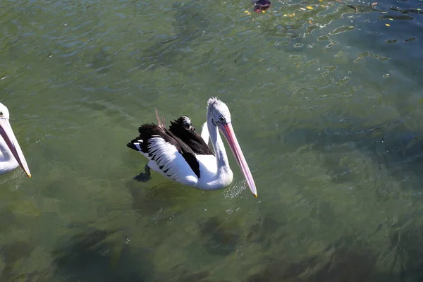 Pato Lago — Fotografia de Stock