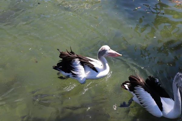 Pato Lago — Fotografia de Stock