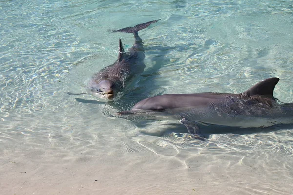 Dolphin Sea World Gold Coast Australia — Stock Photo, Image