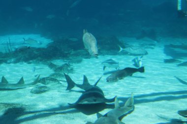 Deniz dünyasındaki deniz yaşamı Altın Sahil, Avustralya