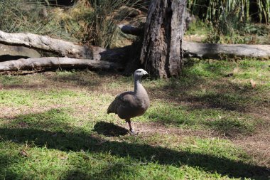 Currumbin 'de devekuşu yaban hayatı sığınağında