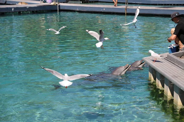 Dolphin Sea World Gold Coast Australia — Stock Photo, Image