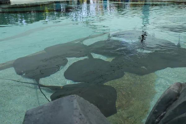 Stingray Sea World Gold Coast — Stock Photo, Image