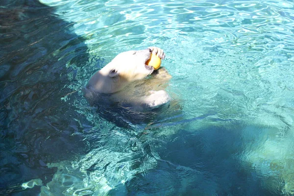 Isbjörn Havsvärlden Guldkusten — Stockfoto