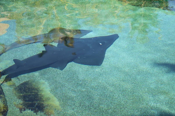 Stingray in sea world Gold Coast