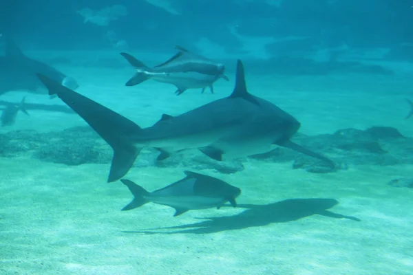 Sea Life Sea World Gold Coast Australia — Stock Photo, Image