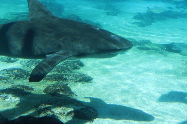 Sea Life Sea World Gold Coast Australia — Stock Photo, Image