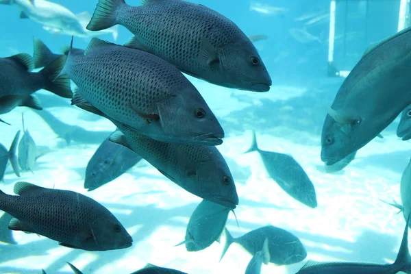 海の世界での海の生活 Gold Coast Australia — ストック写真