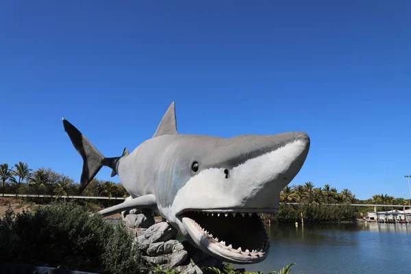 Havsliv Havsvärlden Guldkusten Australien — Stockfoto