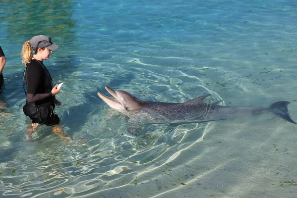 Dolphin Sea World Gold Coast Australia — Stock Photo, Image