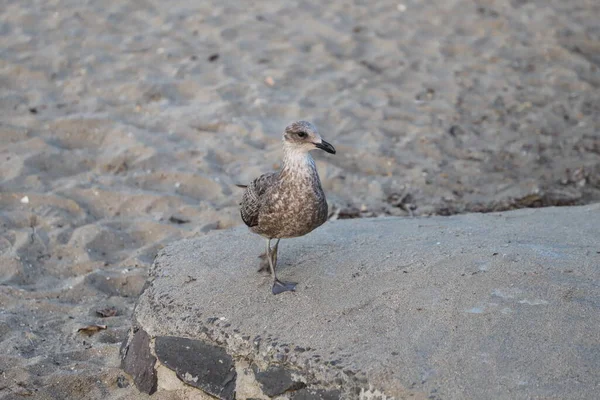 Vie Mouette Dans Baie Mission Auckland Nouvelle Zélande — Photo