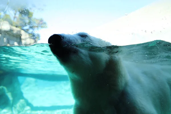 Polar Bear Sea World Gold Coast Royalty Free Stock Images