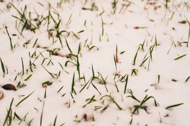 Bahar karının arasından yükselen buğday