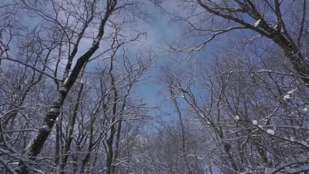 裸の森の中の晴れた雪の静かな日の冬の風景 — ストック動画