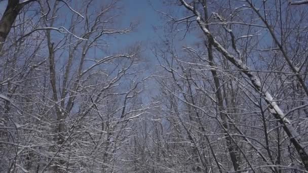裸の森の中で晴れた雪の静かな日に冬の風景。ゆっくりとカメラの動き。1月の冬の森を散策してください。ロシア — ストック動画