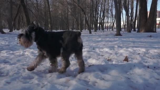 Siyah-gri, genç, minyatür bir schnauzer kış parkında karda yürüyor. — Stok video